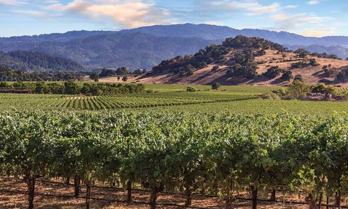 Napa Complejo | Summertime in Napa, California! During Father's Day weekend, family & fun