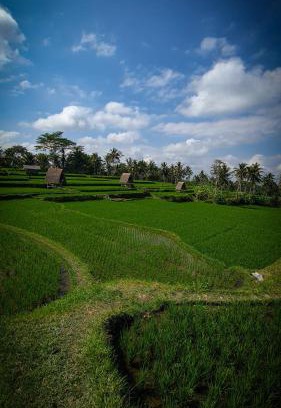 Sebatu Otro | Swaha Retreat & Eco Park Ubud
