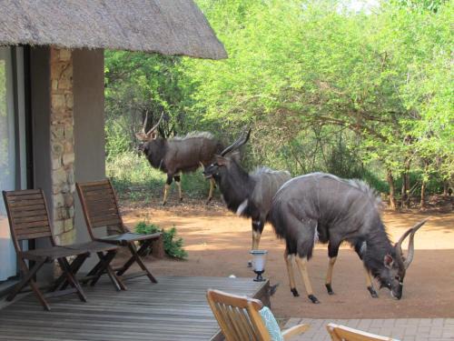 Hoedspruit Casa | Swiblati Lodge