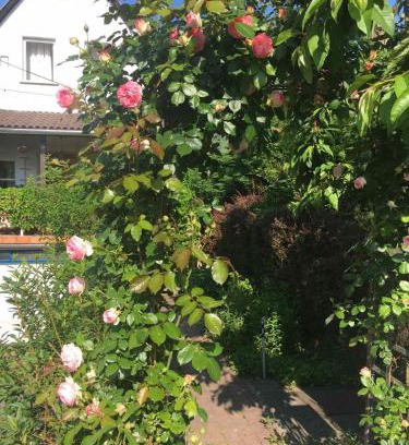 Szentendrei Apartamento | Szalonka apartman