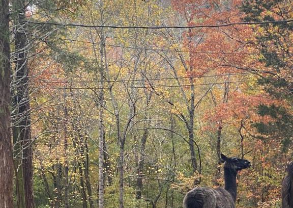 Hixson Otro | Tentrr Signature Site - Peaceful Hollow Farm Glamping