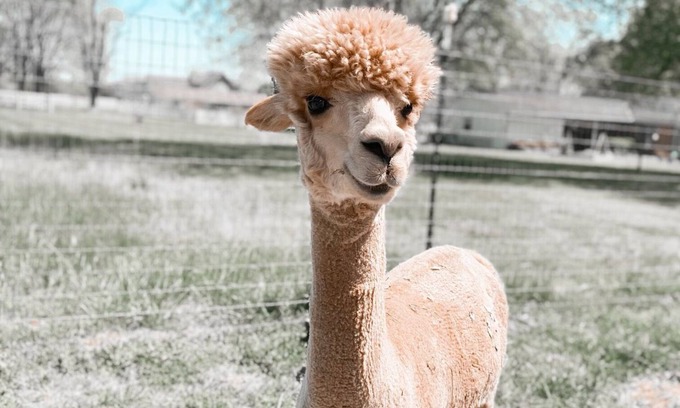 Gallatin Casa | The Alpaca Campa - Minutes to Nashville
