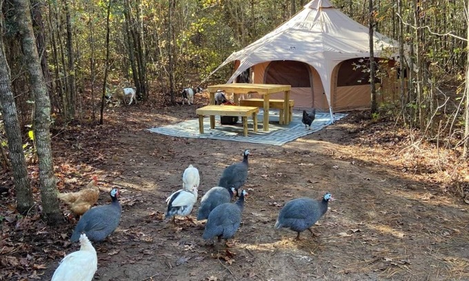 Tallahassee Alquiler De RV | The Big Top Lg group GLAMP Farmstay
