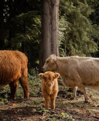 Marmot Casa | The Cottage at Highland Farms