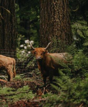 Marmot Casa | The Lodge at Highland Farms