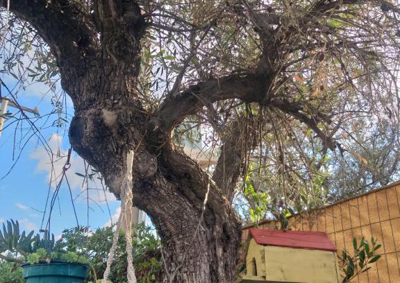 Vistalba Casa | la casa del olivo