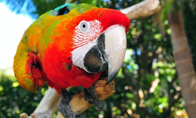 Kerikeri Apartamento | The Parrot Place - The Parrots Nest