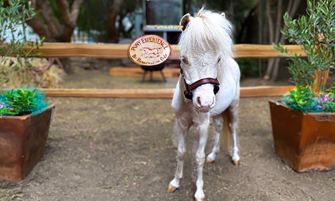 Temecula Casa | The Pony Experience Farm Stay! 501c3
