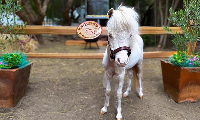 Temecula Casa | The Pony Experience; Glamping with Private Petting Zoo