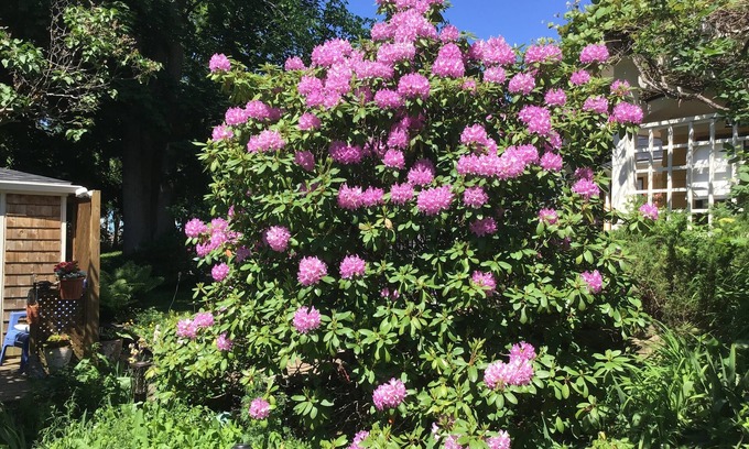 Wolfville Cama Y Desayuno | The Stella Rose B&B