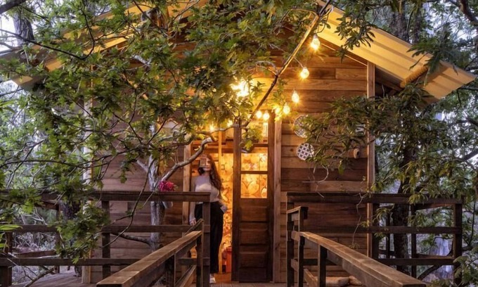Albergaria-a-Velha Casa | The Tree House Alameda