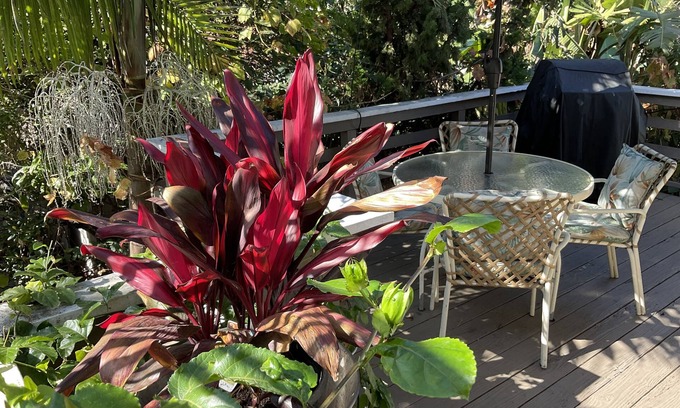 Bluff Heights Casa | “The Tree House” near beach, 2King beds, free parking