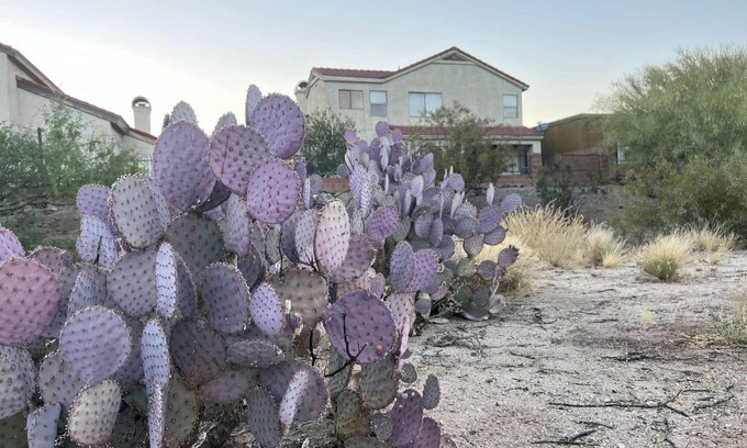 Oro Valley Casa | TheDesertOasis@ #LambertPark:4BD,Mountain Views,Gym,HOA Pool&Spa,PoolTable,CottonBedding