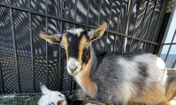 Marana Apartamento | Thee One with the GOATS🐓🐓🦆🦆
