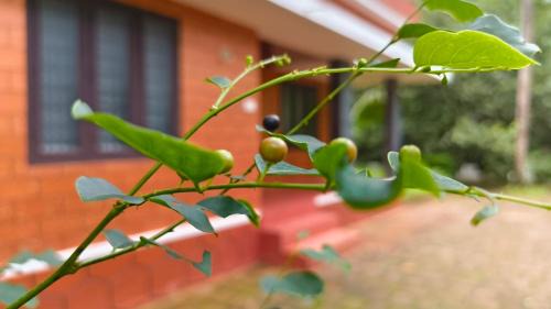 Neeleshwar Casa | THEERTHAMKARA Staycation