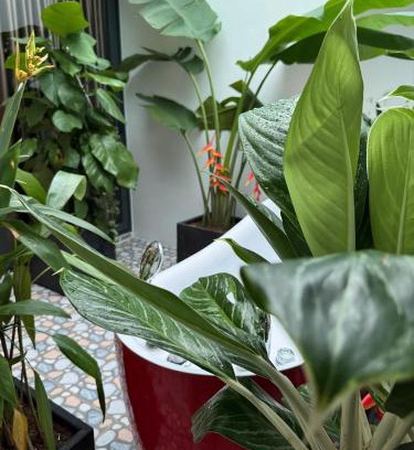 Long Xuyen Apartamento | Thiên Nhiên Hotel