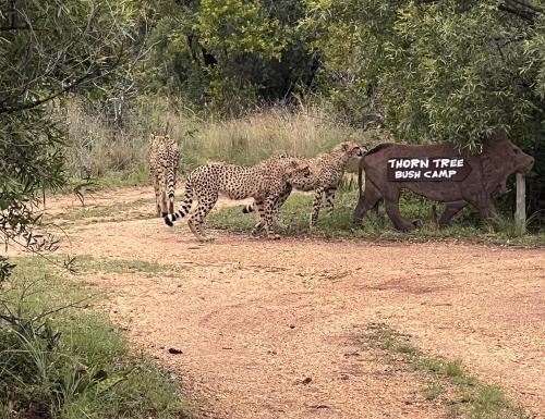Hammanskraal Otro | Thorn Tree Bush Camp