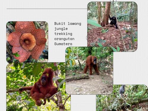 Bukit Lawang Casa | Tiga dara guest house jungle trekking