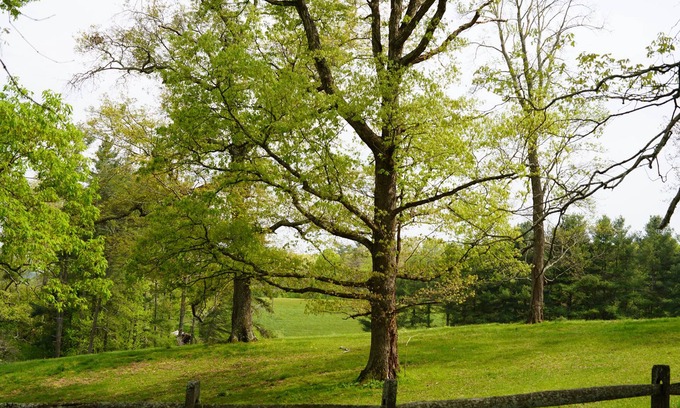 Mills River Cabaña | Tilt'n B Farm, Bunkhouse, on 75 acres! Views, Horses, Tennis, Trails, & Fire Pit
