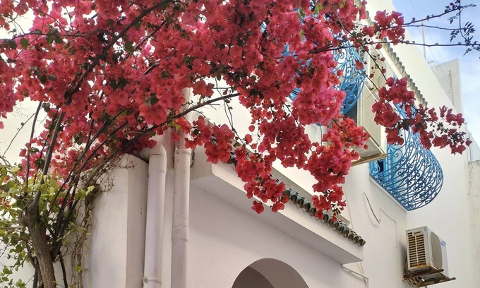 Sidi Bou Said Casa | Favorite in Sidi Bou Said
