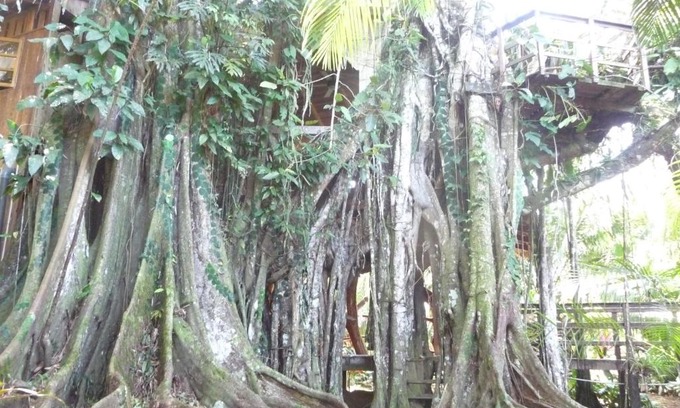 Cahuita Casa | Topos Tree House