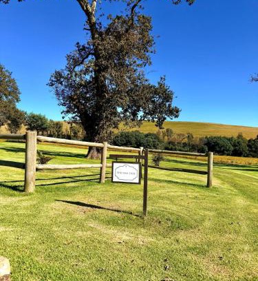 Emakhazeni Cabina | Treeferns Trout Lodge