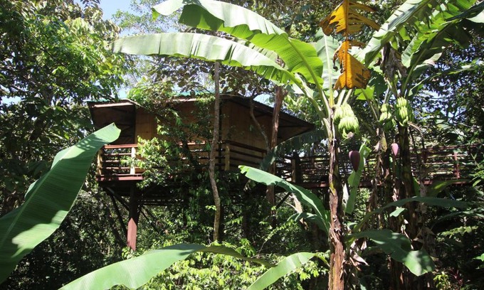 Langostino Cabina | TREEHOUSE PILON PAVONES