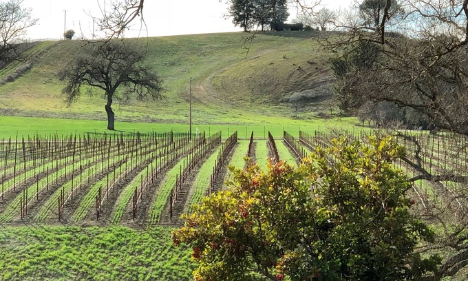 Paso Robles Casa | Vacaciones en el viñedo