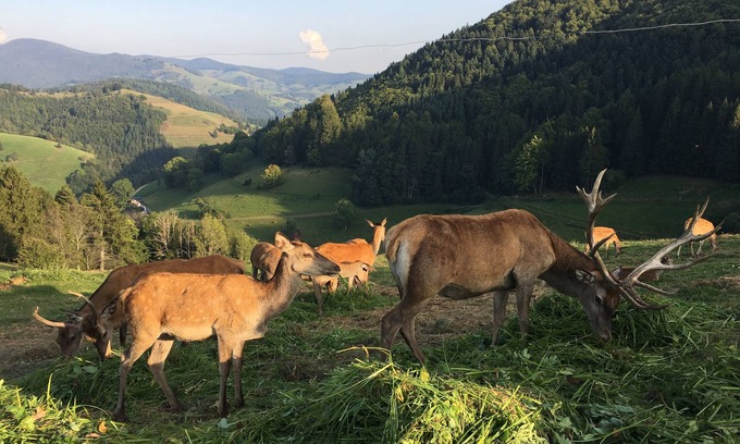 Mittelheubronn Apartamento | Vacaciones en la Selva Negra en Belchen
