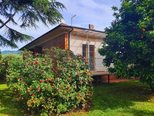 Ripa-Pozzi-Ponterosso Casa | Versillia Olive Residence