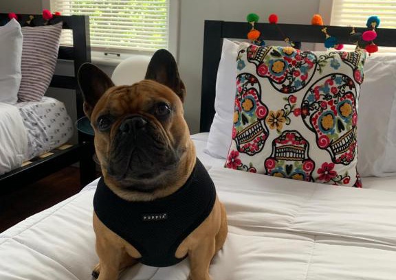 Old Seminole Heights Casa | Vibing in the Heights/breweries/food/petfriendly