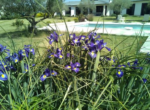 Aleria Cama Y Desayuno | Villa Helychrisa