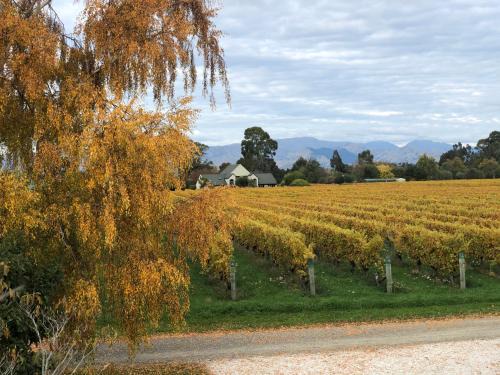 Renwick Cabina | Vineyard Cottage in Blenheim on the Golden Mile