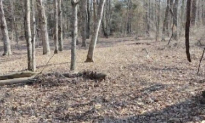 Clubb Alquiler De RV | Wanderers End Sanctuary Forest Farm & Village Co-op