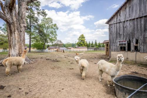 Bel Air Apartamento | Watch Deer from a Farm Cottage