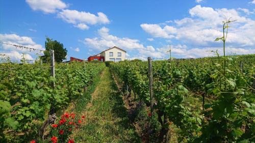 Kitzingen Apartamento | Weinbergshof Rickel