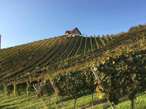 Glanz an der Weinstrasse Casa | Weingartenhaus