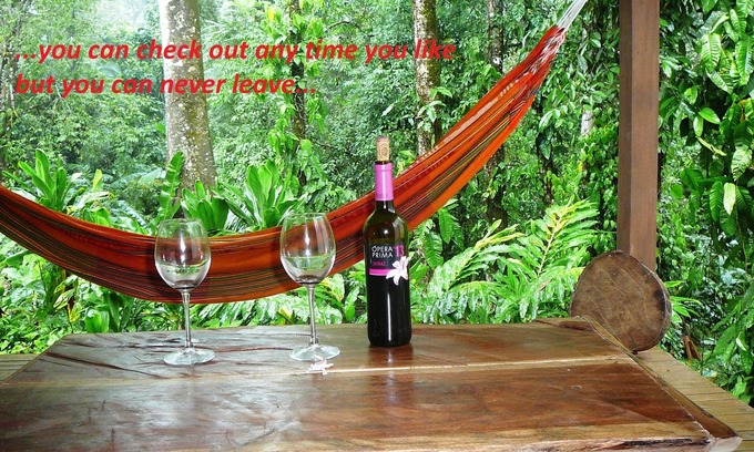 Cocles Apartamento | ¡Bienvenido a la jungla! Apartamentos elegantes con vistas a la jungla para amantes de la naturaleza