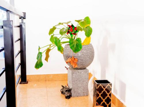 Ekala Cama Y Desayuno | White sand beach Villa