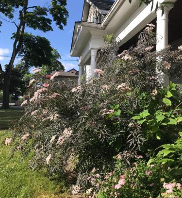 Downtown Niagara Falls Casa | WHITE SWAN House