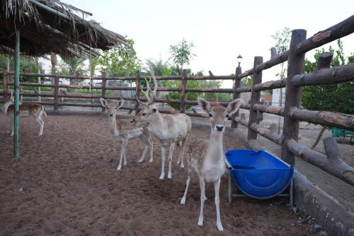 Al Dhaid Villa | Wild farm Football, Jacuzzi, BBQ Sharjah Khor fakkan