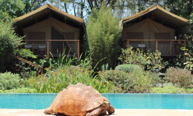 Nairobi Otro | Wildebeest Eco Camp