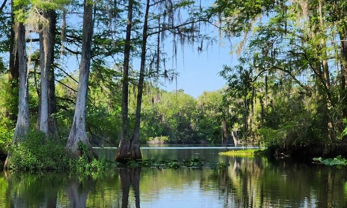 Citrus Springs Apartamento | Wise Owl Retreat, a beautiful suite amongst towering oaks, on the River.