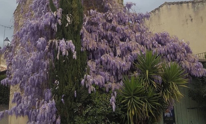 Aigues-Vives Apartamento | Wisteria