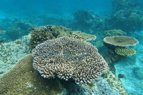 Raja Ampat Otro | Yef Nabi Homestay