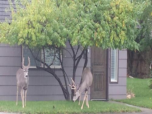 Cody Casa | Yellowstone House of the Three Bears 2 Blocks to Downtown
