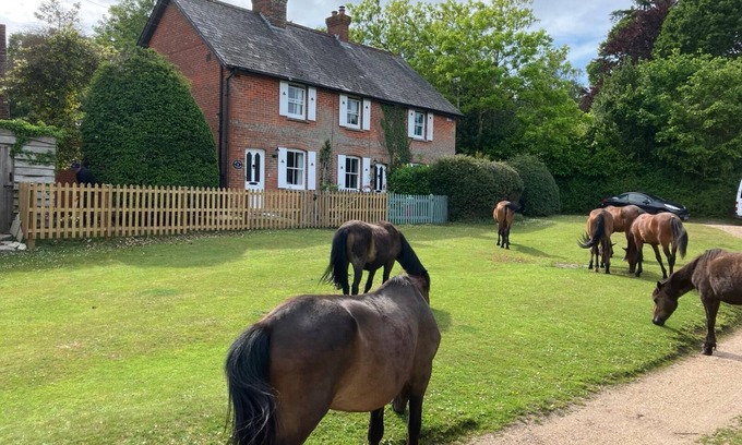 New Forest District Cabaña | Rural-Familiar-Baño privado-Vista al campo-Yew Tree Cottage