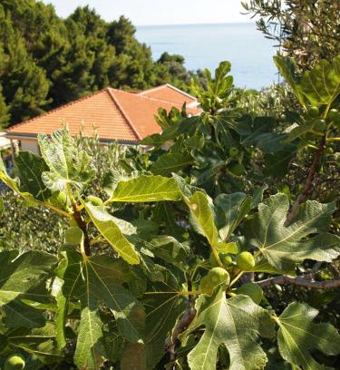 Sveti Stefan Apartamento | Zoro Apartments