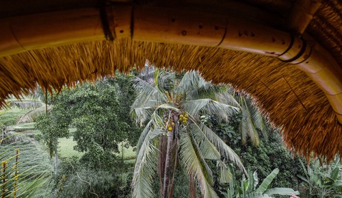 Dormitorio compartido tradicional (Bamboo Birdsnest Level1 Sleeping Pod)