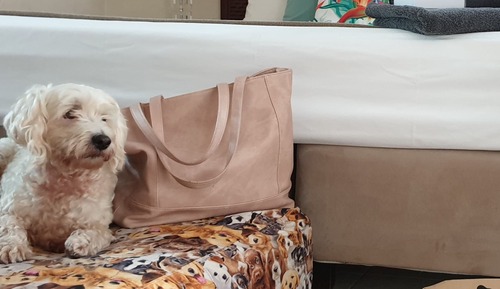 Habitación estándar (Queen Pet Friendly)